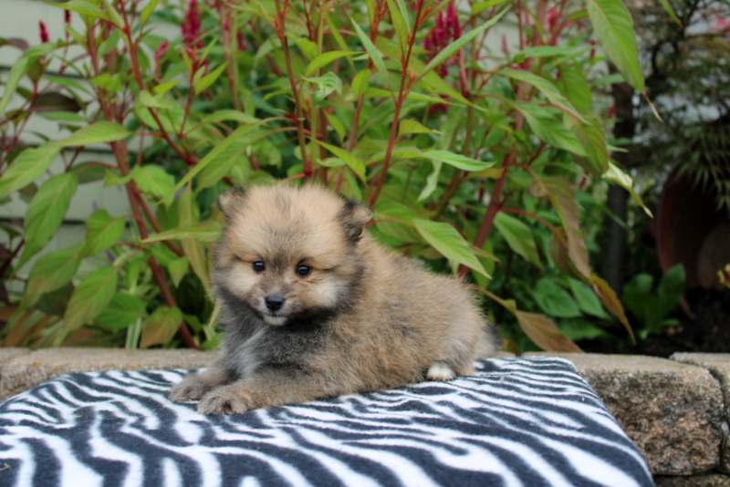 puppy, for, sale, Pomeranian, Matthew B. Stoltzfus, dog, breeder, Gap, PA, dog-breeder, puppy-for-sale, forsale, nearby, find, puppyfind, locator, puppylocator, aca